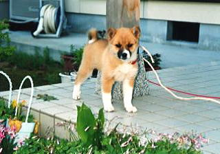 ���ǂ�����񂿂��