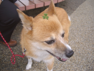 2008�N�̂���񂿂��